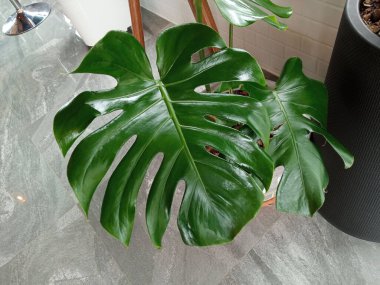 Yakın plan, canavarımsı doğa beyaz vazoda yeşil yaprak arkaplan tasarımı veya dekorasyon illüzyonu, tropikal bitki, yaz bitkisi, kahve dükkanı