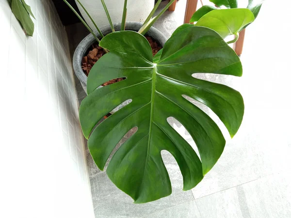 Primo Piano Monstera Natura Foglia Verde Vaso Bianco Disegno Sfondo — Foto Stock