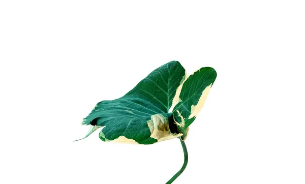 Vista Dall Alto Xanthosoma Sagittifolium Schott Foglie Isolate Sfondo Bianco — Foto Stock