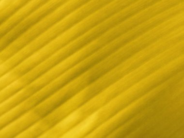 Stok fotoğrafları veya tasarım için muz yaprağının bulanık arka planı, Topveiw desenli çizgili yapraklar, fotoğraf