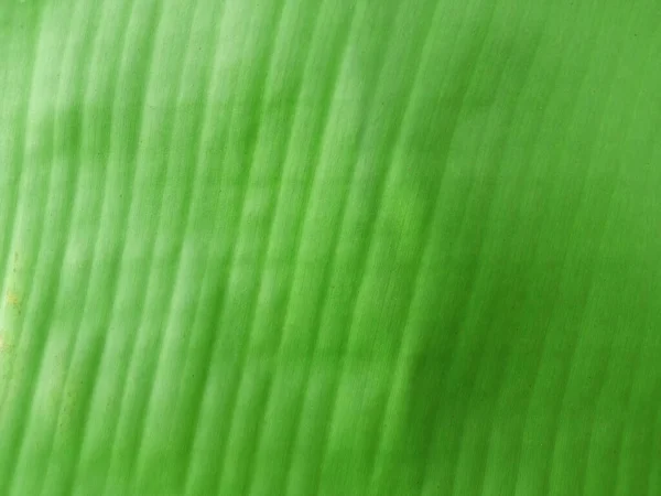Abstrato Desfocado Fundo Folha Banana Cor Verde Para Fotos Stock — Fotografia de Stock