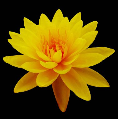 Üst manzara, parlak çiçek açan nilüfer çiçekleri siyah arka planda izole edilmiş sarı kadife çiçekleri, yaz çiçekleri. fotoğraf suyu zambağı, çiçek meditasyonu Budizm