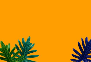 Üst manzara, Yaprak çerçeve filodendron xanadu tasarım veya dekorasyon reklam ürünü, tropikal bitki, güzel doğa thaumatophyllum xanadu yaprakları, turuncu, mavi