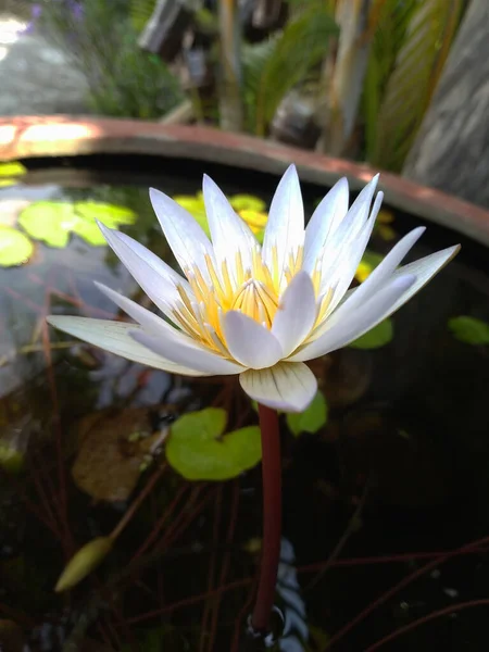 近距离观察 白莲在池塘里绽放着绿叶朦胧的背景 夏日的户外阳光 睡莲的照片 — 图库照片