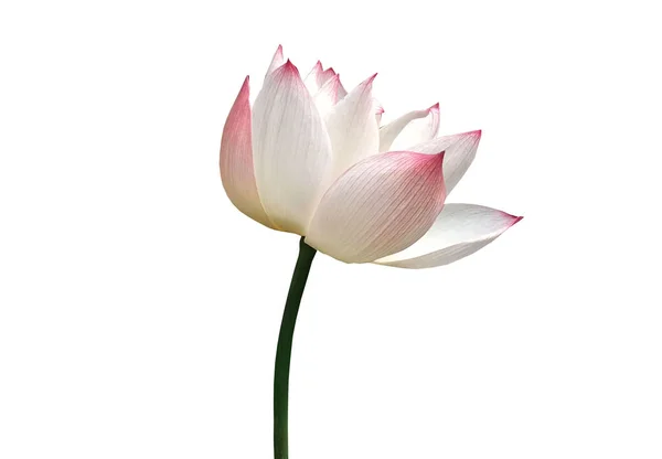 Vue Dessus Floraison Éclat Fleur Lotus Avec Pétales Étamines Jaunes — Photo