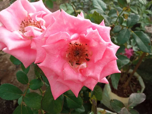 Gros Plans Fleurs Roses Simples Fleurissant Sur Arbre Dans Jardin — Photo