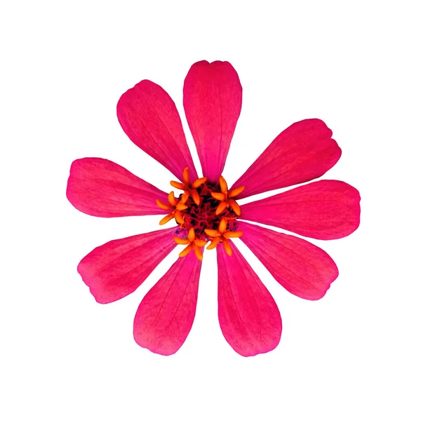 Closeup Pink Zinnia Flower Blossom Bloom Isolated White Background Stock — Stock Photo, Image