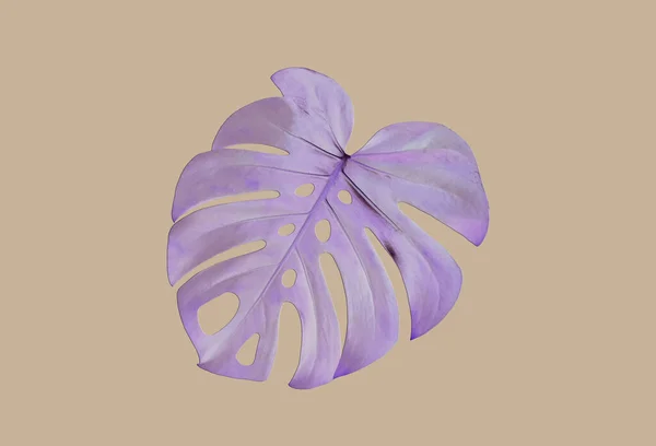 Верхний Фаянс Ярко Свежий Фиолетовый Цвет Листьев Монстров Выделенный Бледно — стоковое фото