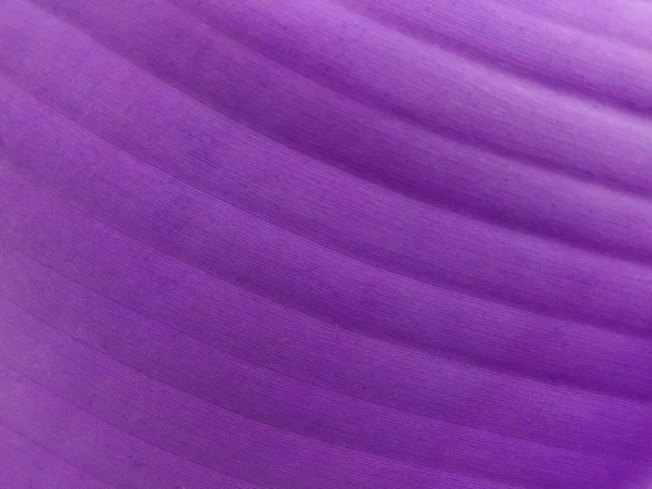 Fondo Borroso Abstracto Color Violeta Hoja Plátano Para Fotos Stock — Foto de Stock