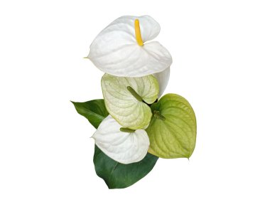 Yeşil yapraklı beyaz anthurium çiçeği arkaplandaki beyaz resimde ya da arka plandaki dokularda izole edilmiş. Summuer çiçeği, Top view, buket