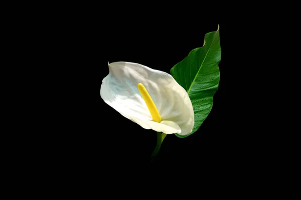 Fiore Anthurium Bianco Con Foglie Verdi Isolate Sfondo Nero Foto — Foto Stock