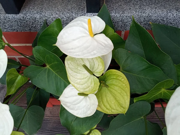 Top View Białe Kwiaty Anthurium Puli Fotografię Lub Ilustrację Rośliny — Zdjęcie stockowe