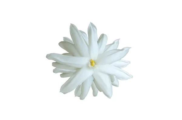 Вид Сверху Одиночный Белый Жасминовый Цветок Самбак Цветок Цветок Изолирован — стоковое фото