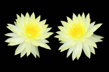 Closeup, Beautiful two flower blossom blooming lotus with white petals and yellow stamens isolated on black background, summer flowers. floral for meditation  