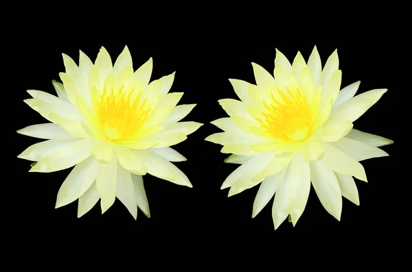 Closeup Beautiful Two Flower Blossom Blooming Lotus White Petals Yellow — Photo