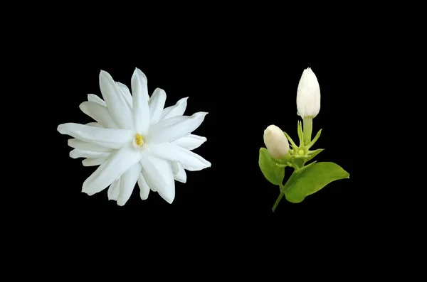 Vista Dall Alto Gelsomino Bianco Fiore Sambac Fiore Isolato Sfondo — Foto Stock
