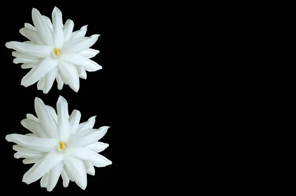 Top View Two White Jasminum Sambac Flower Blossom Bloom Isolated — Foto Stock