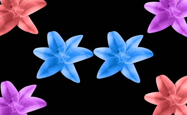 Top View Beautiful Pattern Cyan Color Two Lily Flowers Red — Photo