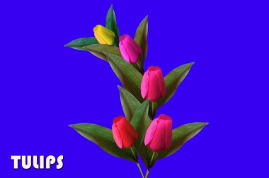 Top view, Design multicolor tulips flower and  tulips written on it isolated on blue background for design or stock photo, illustration, tropical summer plant, amity, spring flowers 
