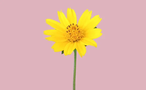 Closeup Single Yellow Mexican Aster Flower Cosmos Blooming Isolated Pastel — Stockfoto