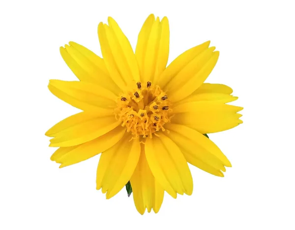 Close Yellow Singapore Daisy Flower Blossom Bloom Isolated White Background — Φωτογραφία Αρχείου