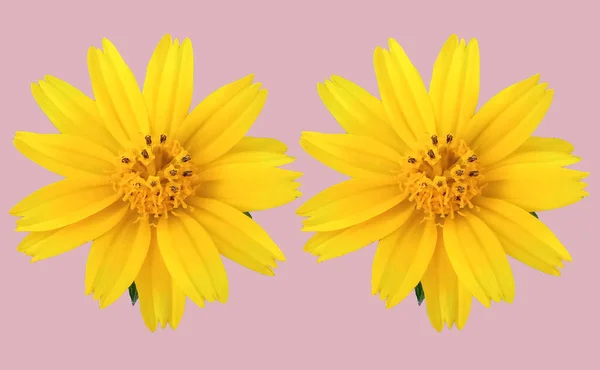 Closeup Two Yellow Mexican Aster Flower Cosmos Blooming Isolated Pastel — Φωτογραφία Αρχείου