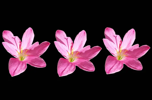 Top View Three Violet Crocus Flower Blossom Bloom Isolated Black — Zdjęcie stockowe