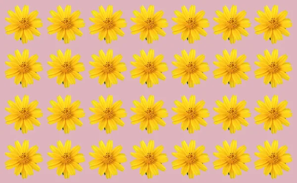 Вид Зверху Колекція Жовтих Мексиканських Квітів Айстр Ізольовані Пастельному Фоні — стокове фото