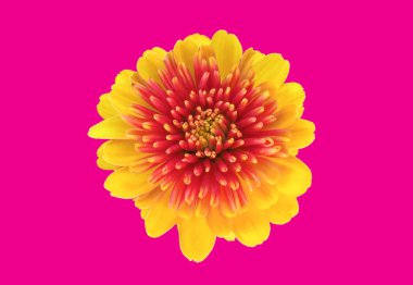 En üst veiw, tek kasımpatı çiçeği sarı turuncu çiçek pembe arkaplanda çiçek açıyor stok fotoğrafı ya da illüstrasyon için, yaz bitkileri