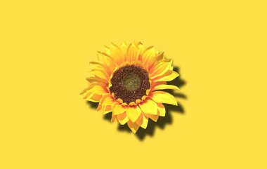 Close up, Single yellow helianthus (sunflower) flower blossom blooming isolated on light yellow background for stock photo, house plants, spring floral nobody
