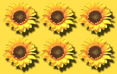 Top view, Collection yellow helianthus (sunflower) flower blossom blooming isolated on light yellow background for stock photo, house plants, spring floral nobody