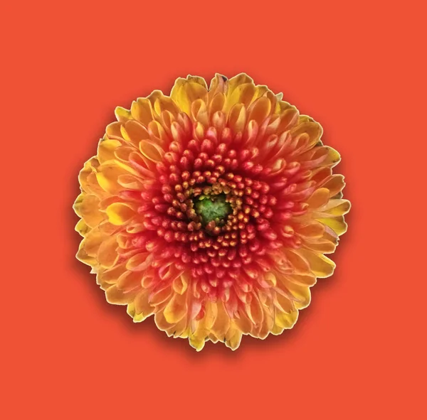 Top Veiw Single Chrysanthemums Flower Yellow Orange Color Blossom Blooming — Fotografia de Stock