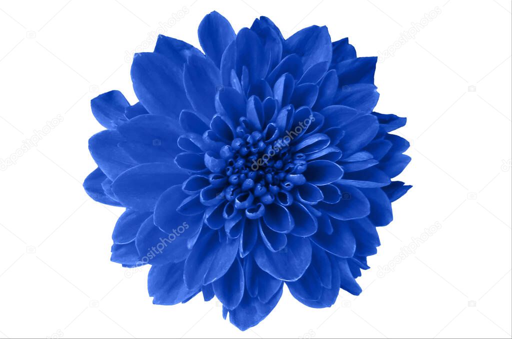 Top veiw, single chrysanthemums flower blue color blossom blooming  isolated on white background for stock photo or illustration, summer plants