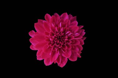 Top veiw, single chrysanthemums flower pink color blossom blooming  isolated on black background for stock photo or illustration, summer plants