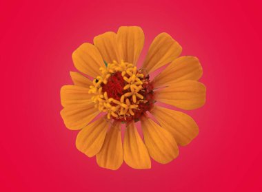 Yakından bakınca, portakal rengi çinnia çiçekleri saf morumsu kırmızı arka planda soyutlanıyor. Stok fotoğrafı, ev bitkileri, bahar çiçekleri için.