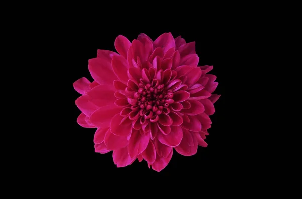 Топлес Одна Хризантема Квітка Рожевого Кольору Розквітає Ізольовано Чорному Тлі — стокове фото