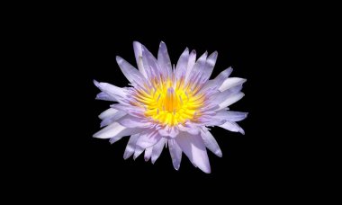 Yakından bakınca, mor yapraklı güzel çiçek açan nilüfer çiçekleri ve siyah arka planda izole edilmiş sarı polenler, yaz çiçekleri. Meditasyon için çiçek.  