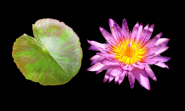 Nahaufnahme Schöne Blume Blühenden Lotus Mit Lila Blütenblättern Gelben Pollen — Stockfoto