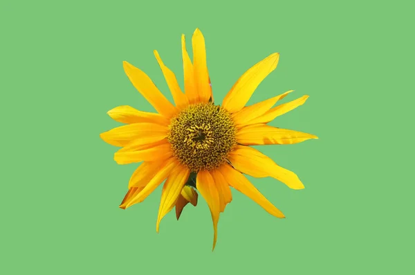 Κοντινό Πλάνο Single Yellow Helianthus Ηλίανθος Λουλούδι Ανθίζει Απομονώνονται Πράσινο — Φωτογραφία Αρχείου