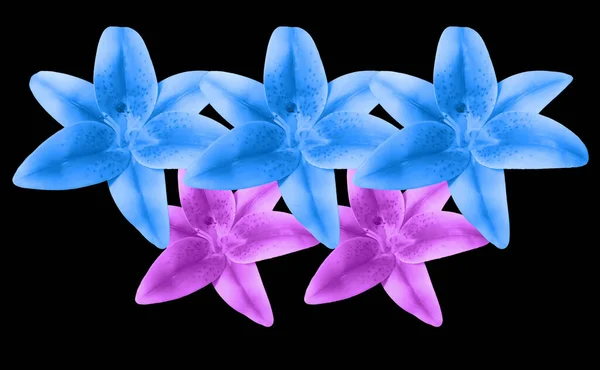 Closeup Beautiful Pattern Set Three Coral Blue Two Violet Lily — ストック写真