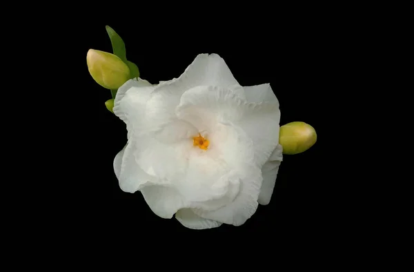 Closeup,White gardenia flower blossom blooming isolated on black background for photo stock or design, summer flower. single floral, Gardenia augusta