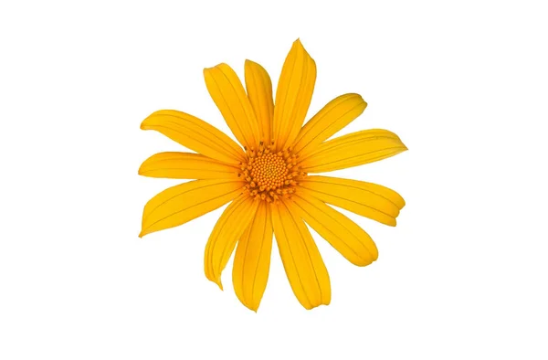 Κοντινό Πλάνο Όμορφη Κίτρινη Tithonia Diversifolia Λουλούδι Ανθίζει Απομονώνονται Λευκό — Φωτογραφία Αρχείου