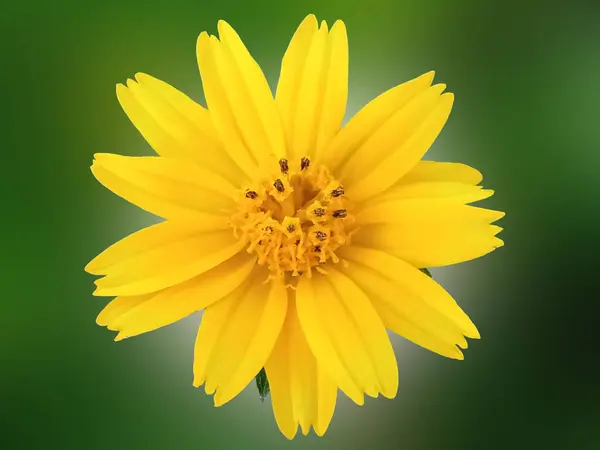 Closeup Single Yellow Mexican Aster Flower Cosmos Blooming Isolated Green — Stockfoto