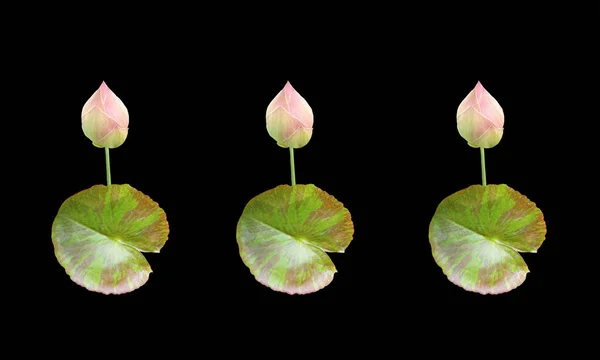 Крупним Планом Встановіть Квітку Водяної Лілії Лотос Зелений Лист Ізольовані — стокове фото