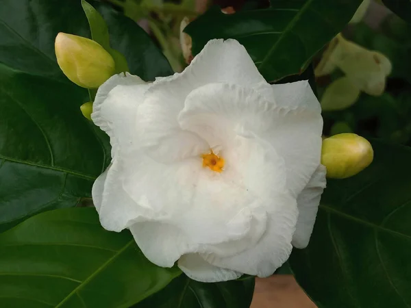 White gardenia flower blossom blooming on tree in garden with green leaf background for photo stock or design, summer flower. Close-up, Gardenia augusta