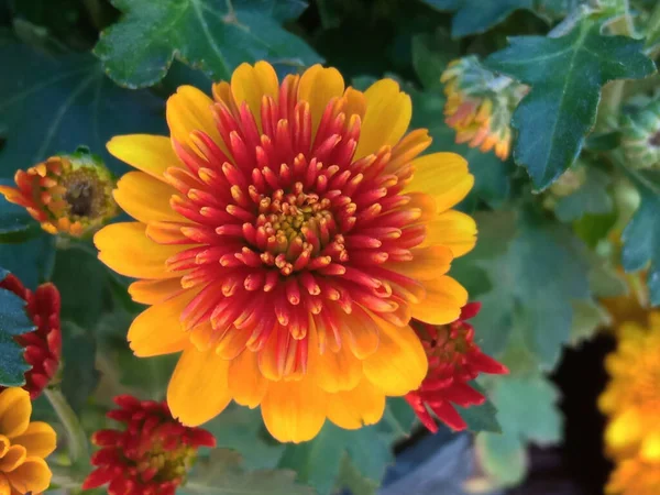 Top Veiw Single Chrysanthemums Flower Yellow Red Color Blossom Blooming — Foto de Stock