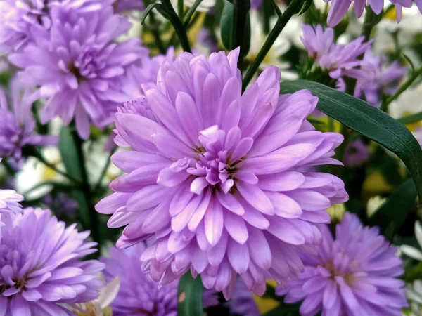 株の写真やイラスト 夏の植物のための緑の葉の背景に咲くトップビュー 単菊の花紫色の花 — ストック写真