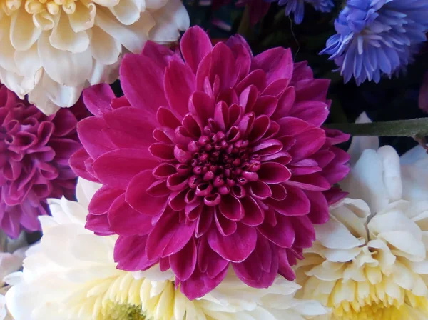 Top Veiw Single Chrysanthemums Flower Purple Color Blossom Blooming Floral — Fotografia de Stock