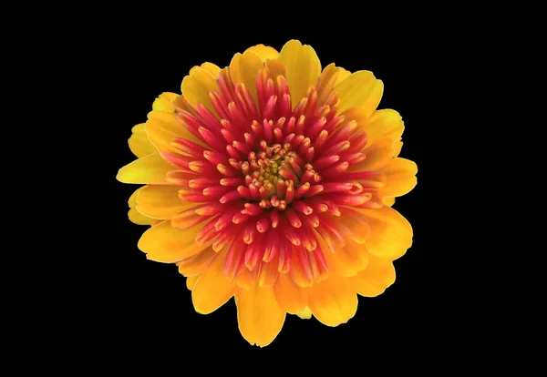 Top Veiw Single Χρυσάνθεμα Λουλούδι Κίτρινο Άνθος Πορτοκαλί Χρώμα Ανθίζει — Φωτογραφία Αρχείου