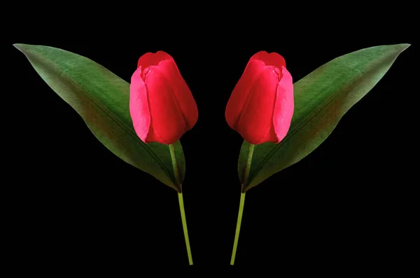 Вид Сверху Два Красных Тюльпанов Цветок Цветок Изолирован Черном Фоне — стоковое фото